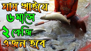 গ্রাস কার্প মাছের চাষ | গ্রাস কার্প মাছের খাদ্য | গ্রাস কার্প মাছের পোনা | Grass Carp Macher Pona