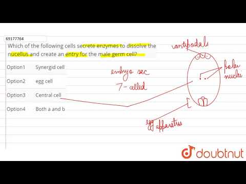 Which part of the cell secretes enzymes?
