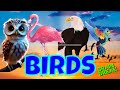 BIRDS / BIRDS OF THE WORLD. ANIMALS. WOULD YOU RATHER BRAIN BREAK EXERCISE FOR KIDS. ANIMAL SERIES