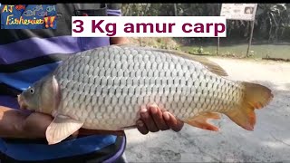 Amur carp big size !! Fish farming!!@ AJ fisheries