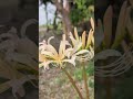 【鷺栖神社】奈良県橿原市。通り道、突然現れた神社です。御祭神は、誉田別命、天児屋根命、天照皇大神。 神社 奈良 橿原市 癒し