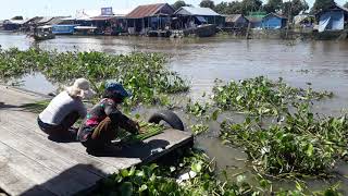 ការហាលកំប្លោក មុននិងយកទៅត្បាញ