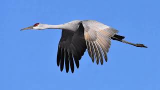 Sandhill Cranes Hiwassee Wildlife Refuge 2025