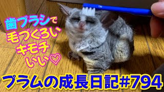 【プラム＆ぱんじろうの平和な日曜日の昼下がり】Bushbaby Plum's Growth Diary ショウガラゴ プラムの成長日記 794