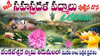 Oleti Dona. అరుదుగా కనిపించే సహస్రదళ పద్మాల దోన. sahasra dala padmam. tirupati venkateswara swamy