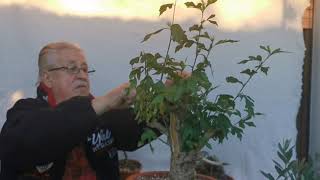 Hibiskus zurückschneiden