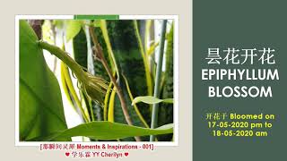 [那瞬间灵犀 Moments \u0026 Inspirations - 001] ♡ 昙花开花 Epiphyllum blossom 17-05-2020 ♡