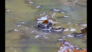 Лягушки перед зимовкой под Москвой в конце октября /Frogs before wintering near Moscow in October.