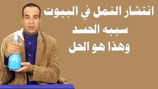 انتشار النمل في البيوت سببه الحسد وهذا هو الحل ..