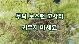 무늬 보스턴 고사리 키우면 안되는 이유...