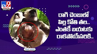 రాగి చెంబులో పిల్ల కోతి తల || Colobines || Viral Video - TV9