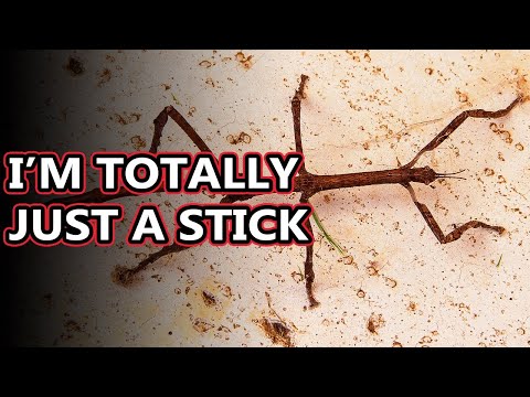 Where do you find stick insects in the wild?
