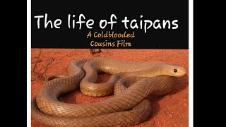 The life of taipans - The worlds most venomous snakes!