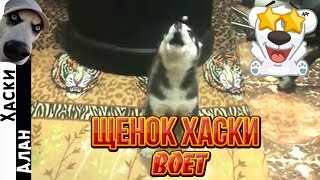 Щенок хаски воет