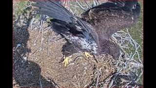 05-02-23 SWFL Bald eagles; E22 entertains him/herself at the nest tree today.