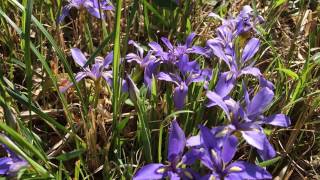 エヒメアヤメの花 （山口県防府市西浦）