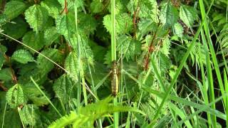 Lyriothemis pachygastra