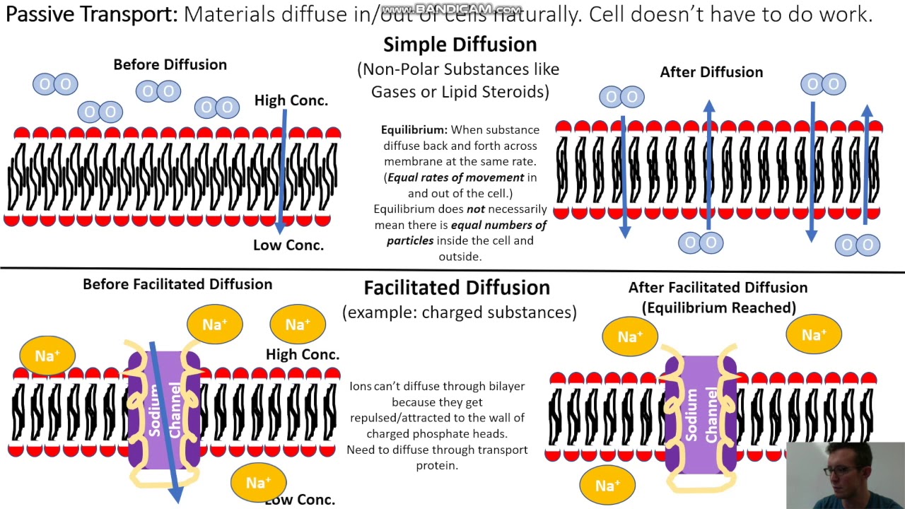 Passive Transport (Simple Diffusion Vs. Facilitated Diffusion) - YouTube