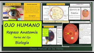 Estructura y Partes del OJO. Anatomía del Globo Ocular. Biología 3 ESO.