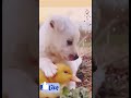 Dog and Duck Friendship