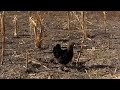 Camping experience in remotely located Cattle Farm in Botswana 