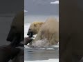 giant polar bear massive attack short shortsvideo viralshorts