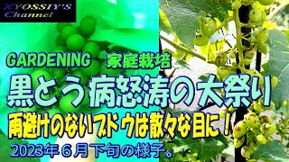 【XYOSSIYのライフチャンネル】2023年6月下旬の様子　怒涛の黒とう病大祭り！！（セイベル9110、藤稔、ハニービーナス、バファロー、キャンベルアーリー、ニューナイヤガラなど多数）