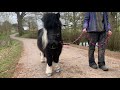 twinkle the shetland pony on her daily walk