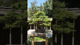 Cedar of Lebanon Bonsai Tree #bonsai