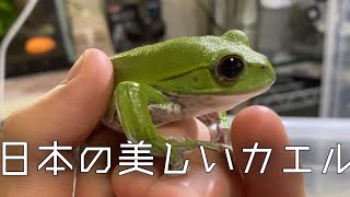 飼える天然記念物‼︎日本の美しいカエルに餌やりしてみた！