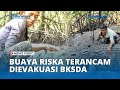 Sosok Buaya Riska Bersahabat Pak Ambo Terancam Dievakuasi BKSDA Usai Dituding Terkam Warga