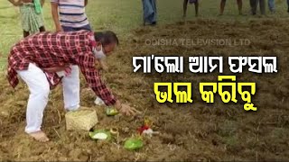 Akshaya Tritiya | Farmers Perform Akhi Muthi Anukula In Bolangir