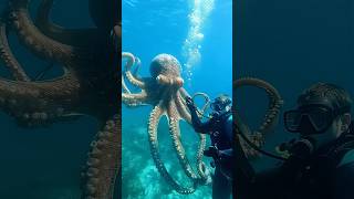 Diver's Deep-Sea Octopus Encounter#Marine Friendship#Deep-Sea Encounter#Octopus Interaction