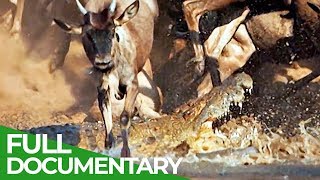Serengeti: The Adventure | Free Documentary Nature