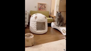 喜ぶと思った猫ちぐら