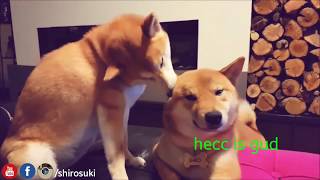 Shibe does a deep cleen! Shiba Inu couple