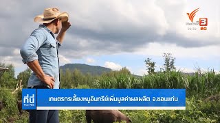 เกษตรกรเลี้ยงหมูอินทรีย์เพิ่มมูลค่าผลผลิต จ.ขอนแก่น #ที่นี่ThaiPBS #ThaiPBS