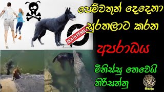 පෙම්වතුන් සැලසුම් කරලා බල්ලව මරපු හැටි | Girl and boy killing Dog| Sihala youtube channel | සිහලා yo