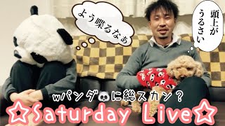 【🔴ライブ】犬とリアルタイムで触れ合うSaturday Live#20【トイプードル】