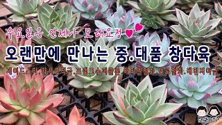 23.05.24 대품 중에 대품다육/먼로철화/아리엘철화/모래요정 다육식물 (多肉植物) (たにくしょくぶつ) Korean Succulent