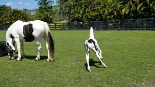 Barock Pinto Filly for sale - Homozygous Tobiano