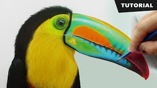 How to Draw Toucan Bird with pencil colors | Tutorial for BEGINNERS