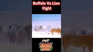 buffalo kills lion | lion fight | discovery channel | romantic video | #shorts #youtubeshorts