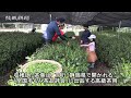 さしま茶 新茶摘み始まる　坂東