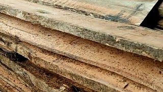 di obral hanya 17 juta saja ribuan lembar kayu jati panjang 5 tahun tak laku-laku di sawmill