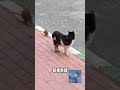 猫：我不饿