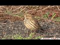 pipit farlouse anthus pratensis faune de france