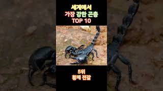 세계에서 가장 강한 곤충 TOP 10