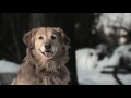 Golden labrador and Emotional music | Top Trend World |