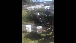 Wheat Threshing with Treadle Thresher